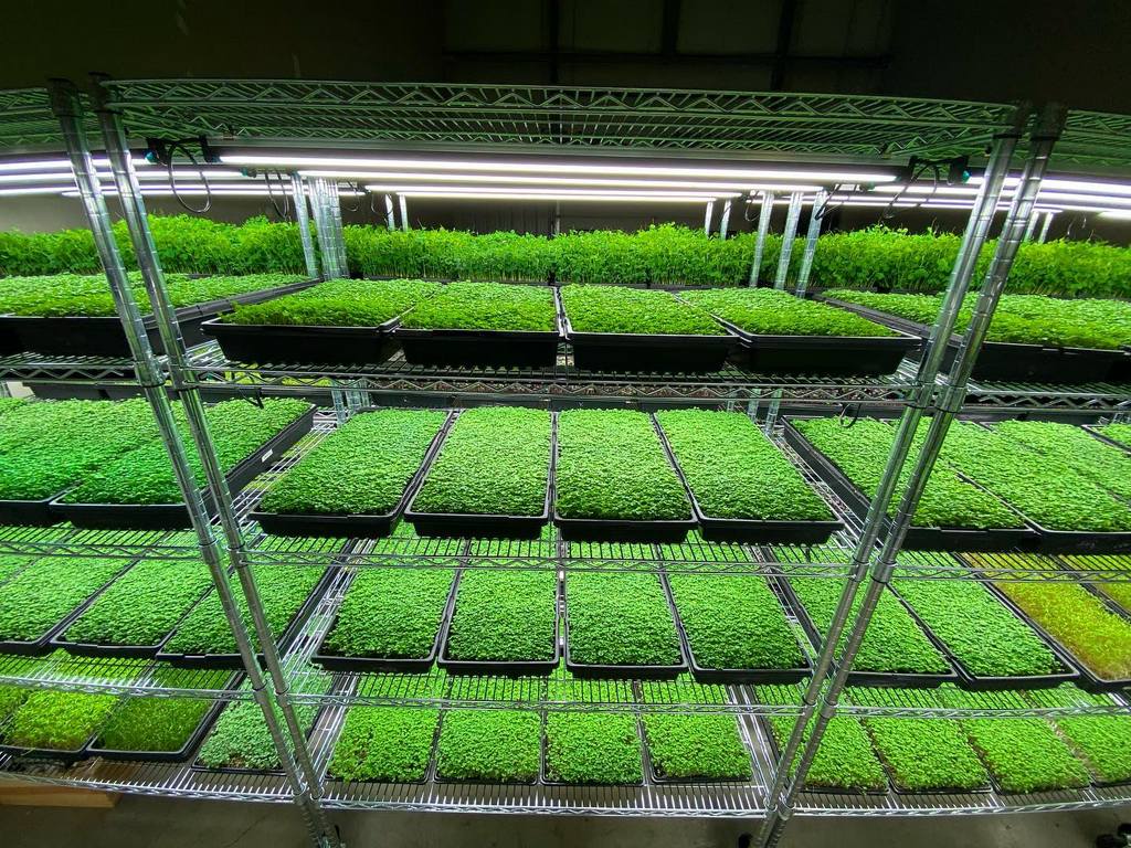 Microgreens Production Team, Micro Acres, Airdrie, Near Calgary, Alberta